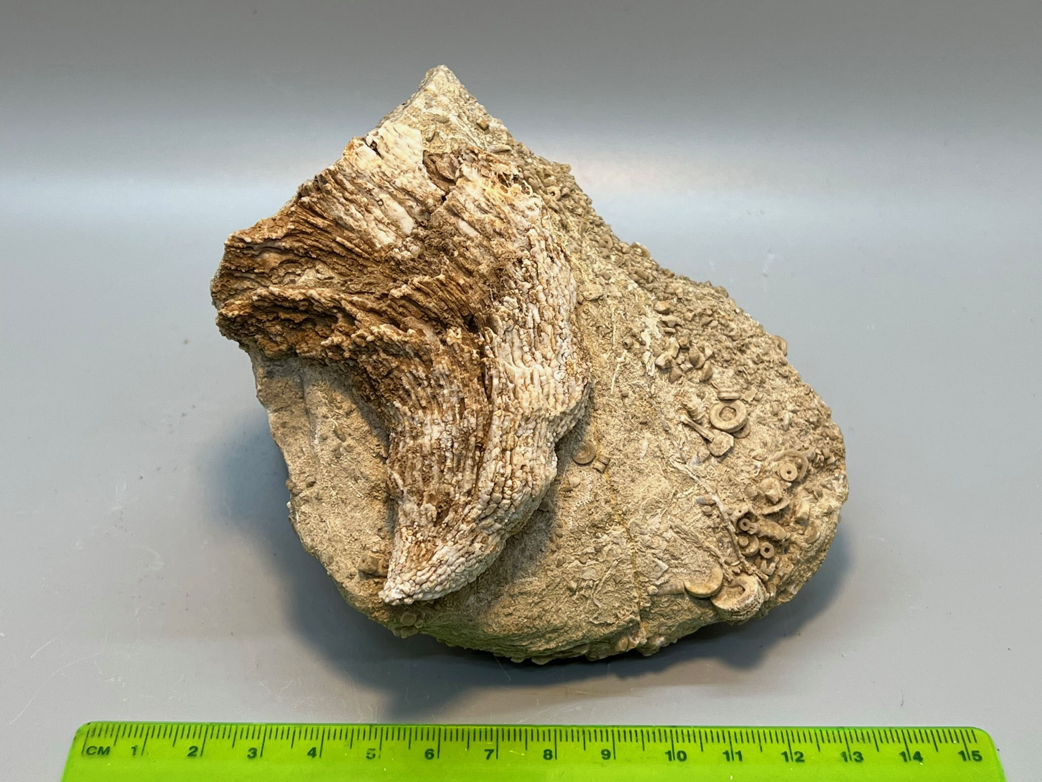 Limestone horn coral